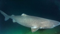格陵兰睡鲨,全身居毒,可活400年