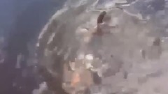 钓到一条电鳗,正愁不知道该怎麽办,鳄鱼凑上来,1分59秒,电鳗【一个动作】秒杀鳄鱼!