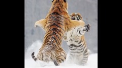 为情所困的东北虎激战