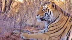 南非老虎谷所有雄虎体重数据