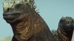 地球上最奇特的动物.神奇的一天