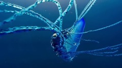 深蓝中漂浮的爱