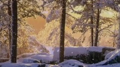 我爱你塞北的雪