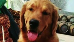 藏獒欺负了金毛,生下了13只「金毛狮王」,不得不服,这基因真是太强大了!【 汪汪仙贝 】