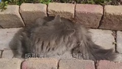 2千买的名贵猫,一个月只回3次家,跟踪后看到,场面不堪入目,转身离开