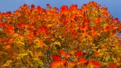 最绚丽的秋日 华盛顿之秋