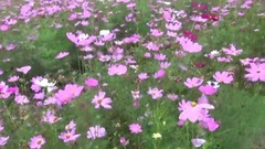 荷塘月色 花海生态农庄