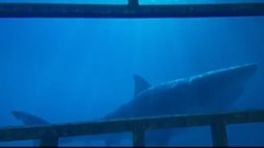 影视原声 - <鲨海>长腿姐妹花身陷嗜血群鲨绝地逃生