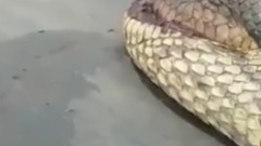 Anaconda gigante encontrada em obras no Brasil