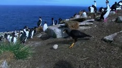 鸟偷他们的相机和照片在企鹅殖民地