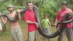 Homem Captura Anaconda De Seis Metros De Mãos Nuas