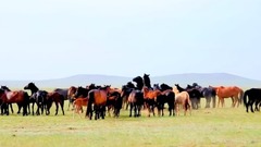 格格 - 锡林郭勒大草原