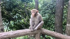 轻音乐,音乐短片 - 诗歌-初面