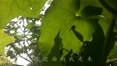 轻音乐,音乐短片 - 诗歌-美恰如你