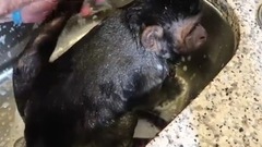 Monkey Christmas Party Bath!