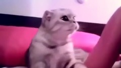 Песня для тех, у кого Котозависимость. Любите котов ваших. Funny cats friends mix