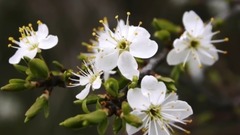 Garden of dreams and Poeme