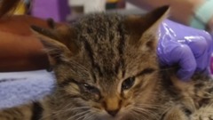 病危的浪喵哥哥终于康复,兄妹俩再度重逢的场面,真的让人哭!