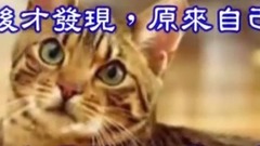 家里捡回来的猫妈妈生了猫宝宝,没想到喵宝们长大越看越觉得 医生鉴定后才发现是 吓死宝宝了!