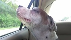 老狗去安乐死的那天,最后一次坐车的画面被主人拍下 感动了千万人!