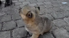 街头一只走失的狗宝宝四处找妈妈,找到妈妈时开心的表情可爱极了