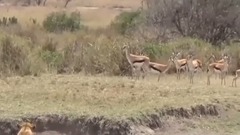 信じられない動物クレイジーシーンがカメラに捉え