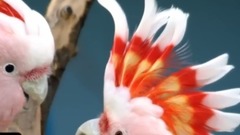 7 Especies De Loros Exóticos Que Son Únicos En El Mundo