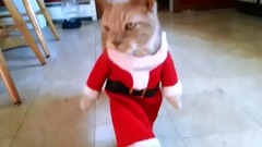 Cat Dreseed As Santa Does Can-Can Dance
