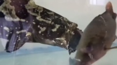 龙虎斑大口吞了黑鲷