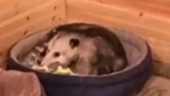 奶奶一直以为养的是三只猫,结果孙子一看到才发现养的不是猫啊!