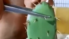 How to Graft Cactus - Tháp Xương Rồng Opuntia