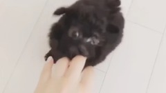 金泰妍的小狗狗Zero的日常4