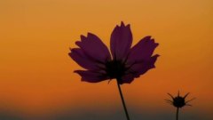 弹起我心爱的土琵琶