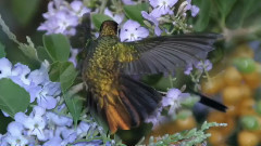 Giovanni Marradi,音乐短片 - Forever