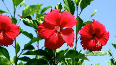 Kenny G,音乐短片 - Morning