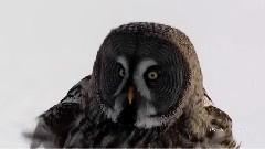 Stamatis Spanoudakis,音乐短片 - Whistling