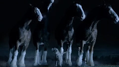 Lost Dog超级碗广告首播