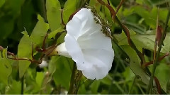 Летнее очарование