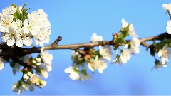 Within Temptation,音乐短片 - Paradise