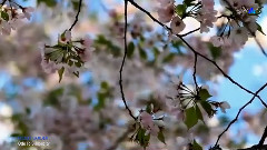 Secret Garden,音乐短片 - Ode To Simplicity