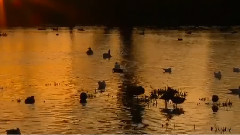 陈美 - Nessun Dorma 今夜无人入眠