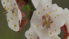 丁晓红 - 梦入桃花源