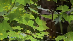 Giovanni Marradi - Forever Beautiful