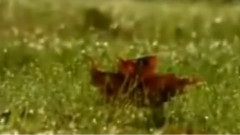 Lake Of Tears - Forever Autumn