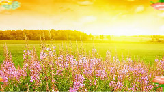 Ryan Farish,音乐短片 - Bloom