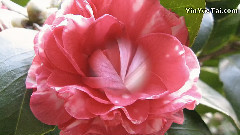 Giovanni Marradi - When I Fall In Love