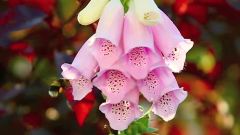 Secret Garden - In Helen's Secret Garden