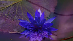 Giovanni Marradi - Peacefully