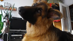 Kadi German Sheperd reaction dogs ringtones