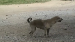 影帝级的汪星人